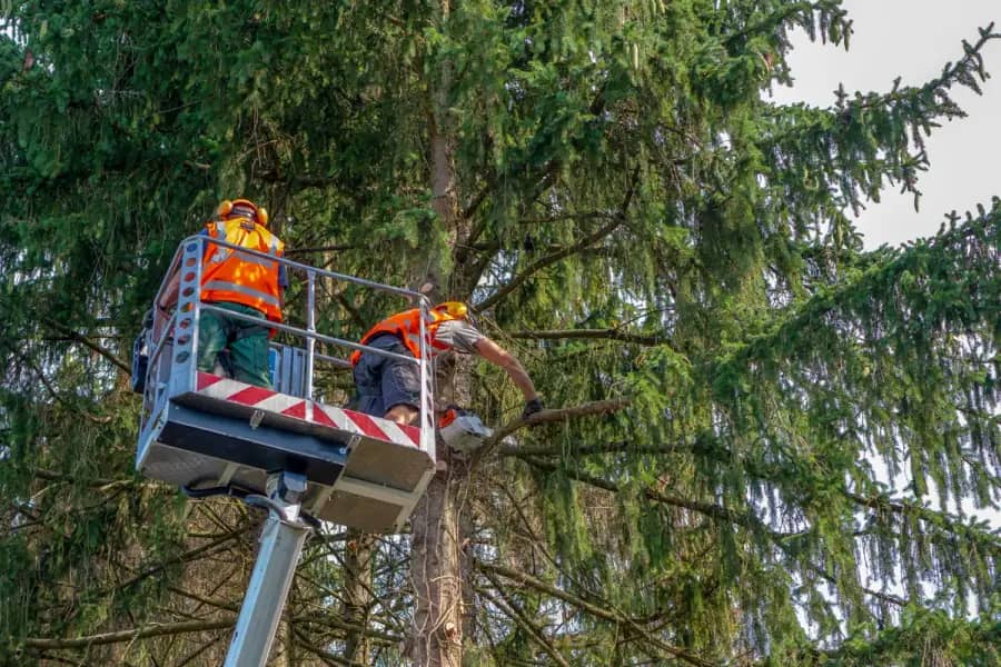 Commercial Tree Care by Nashville Tree Co. in Nashville