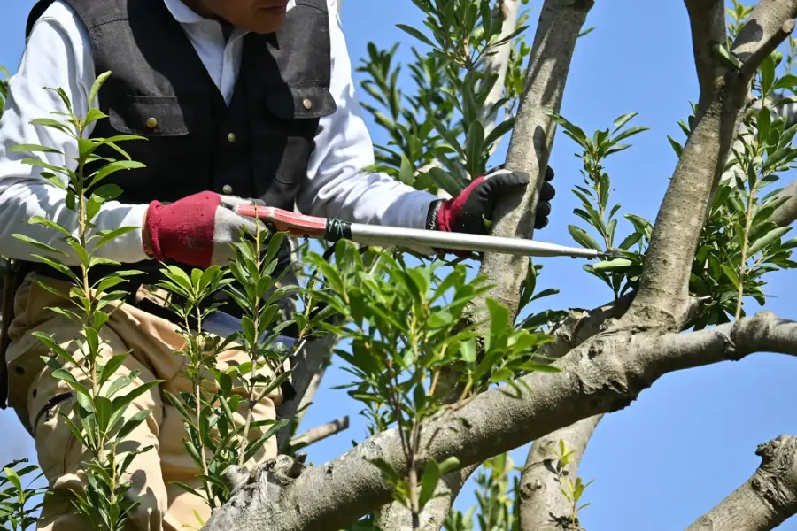 Tree Trimming by Nashville Tree Co. in Nashville