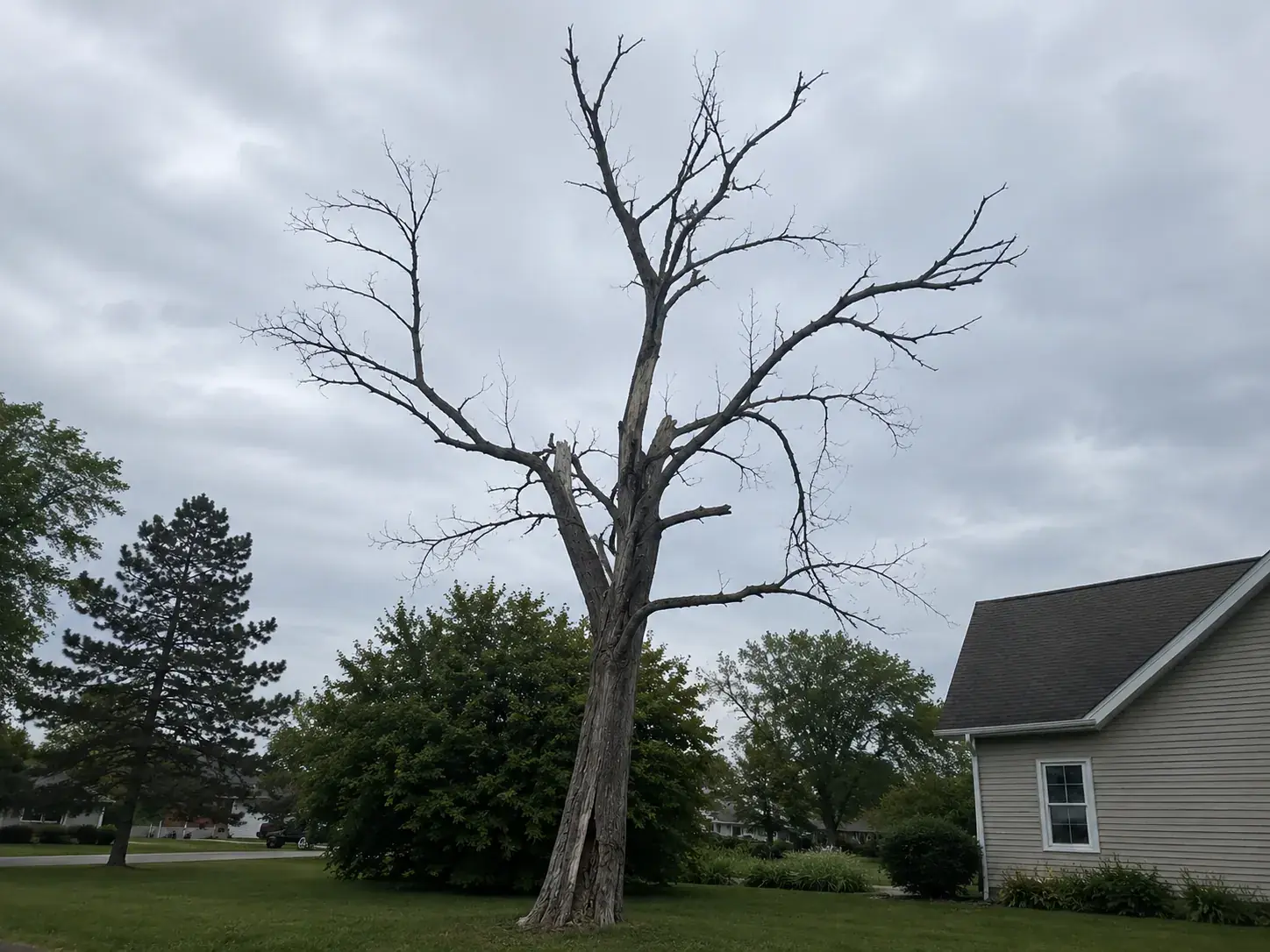 Nashville yard tree with a split union and thinning upper canopy
